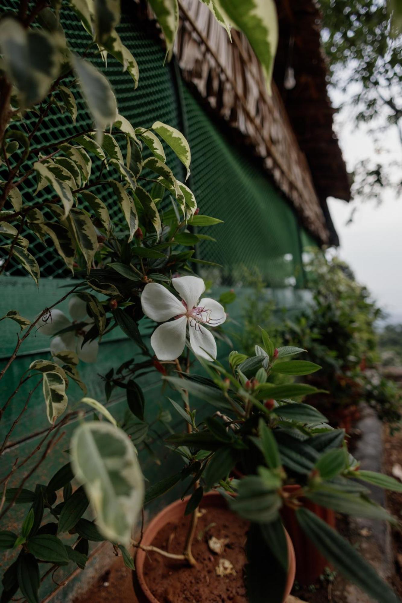 Wonderwoods Tent Camping * Munnar