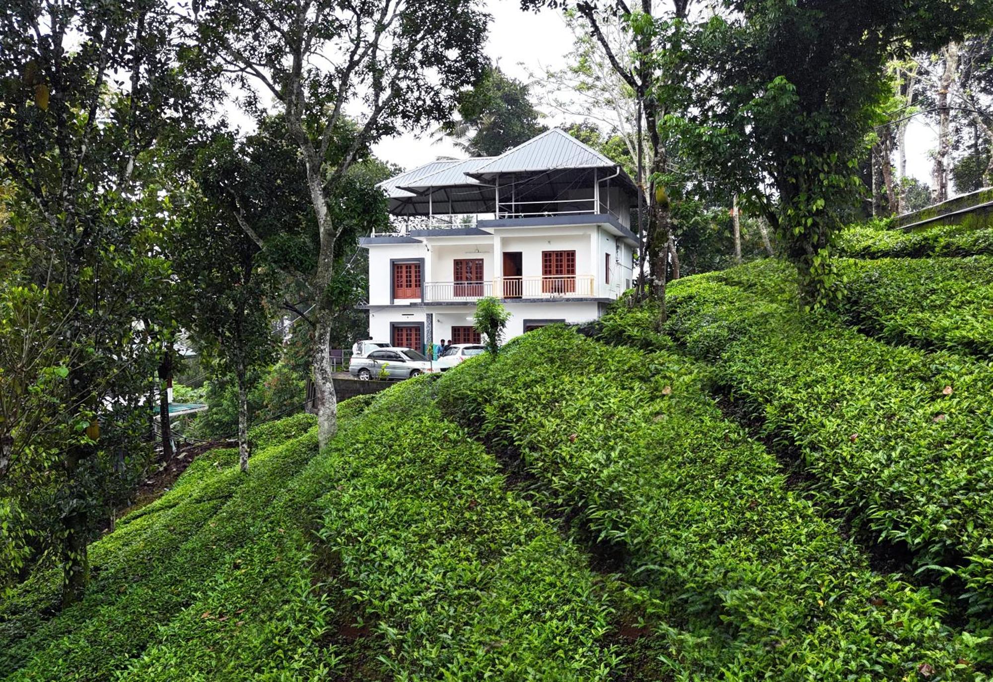 Tea Haze In