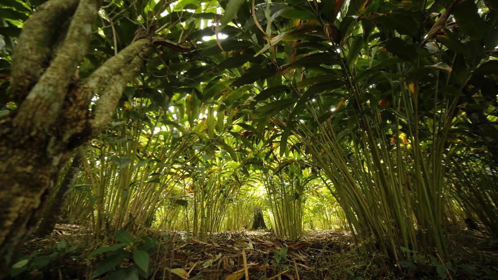 Ecotones By Eden Environs Resort Munnar