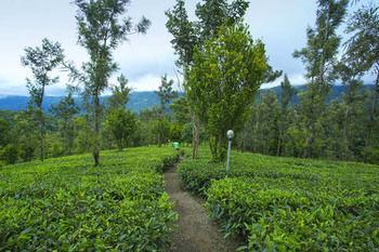 Dream Catcher Munnar