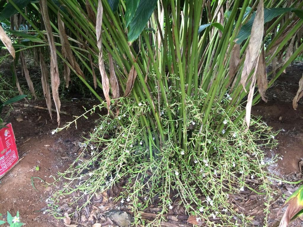 31st December Farms And Estates Munnar