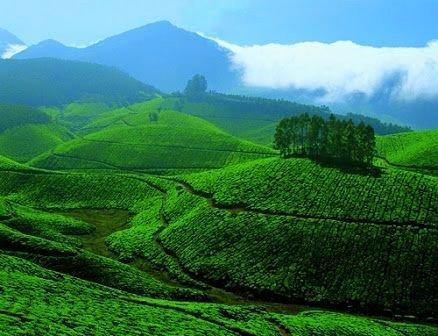 Black Forest Hotel Munnar