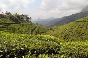 Tea Hills - Mthr Munnar