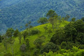 Dream Catcher 2* Munnar