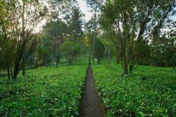 Dream Catcher Munnar