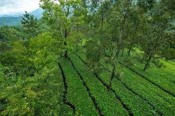 Resort Dream Catcher Munnar