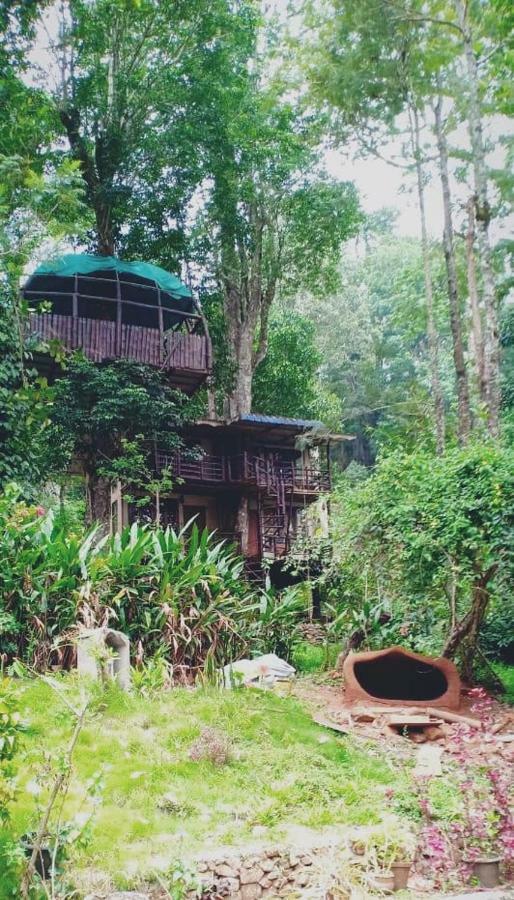 Jungle Jive Tree House Bed & Breakfast 3*