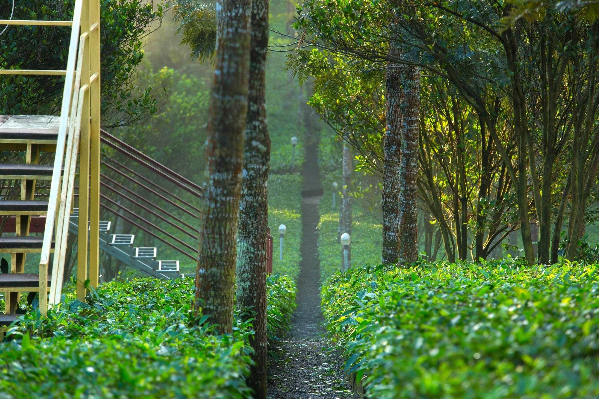 Dream Catcher Plantation