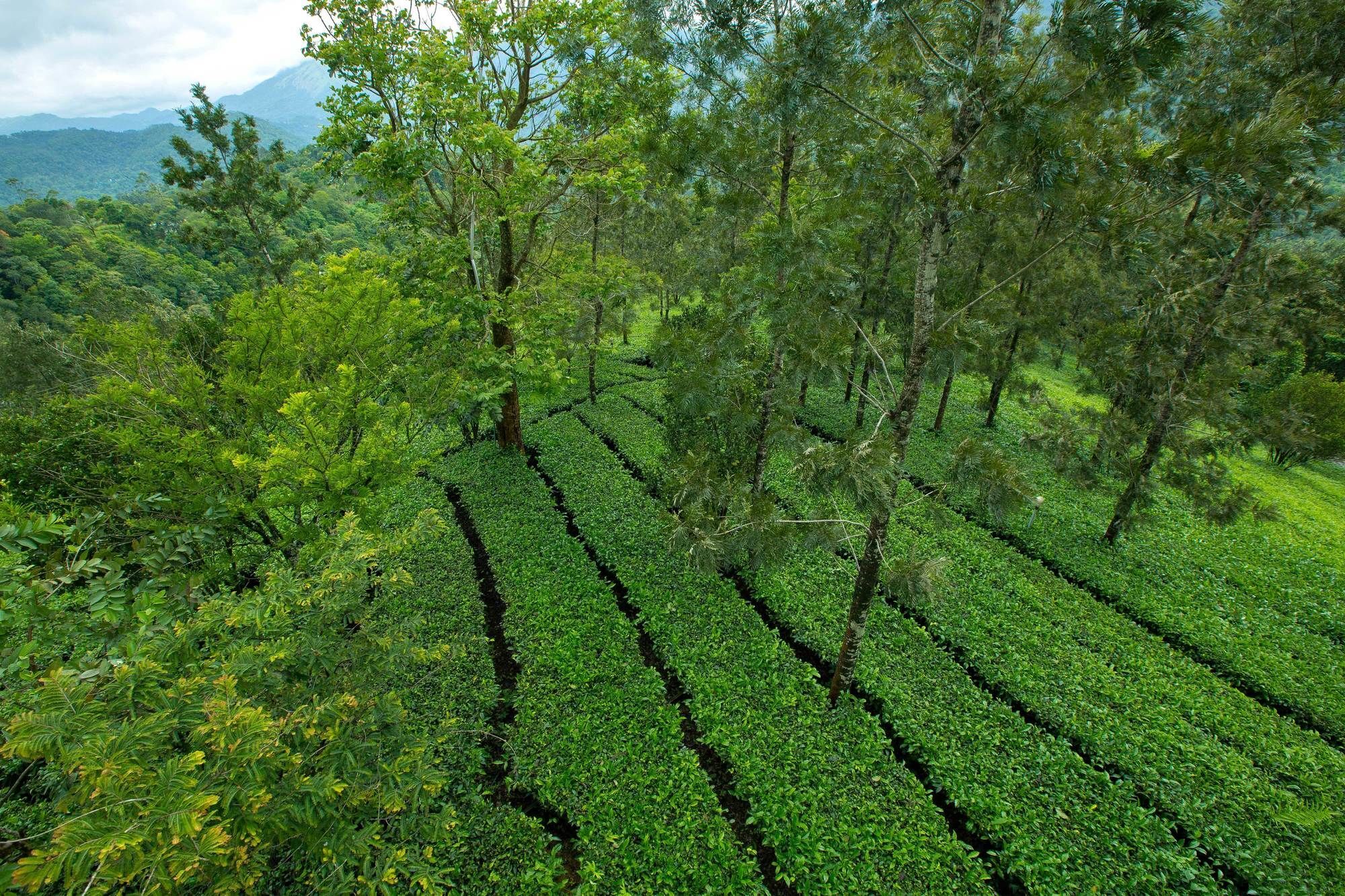 Dream Catcher Plantation