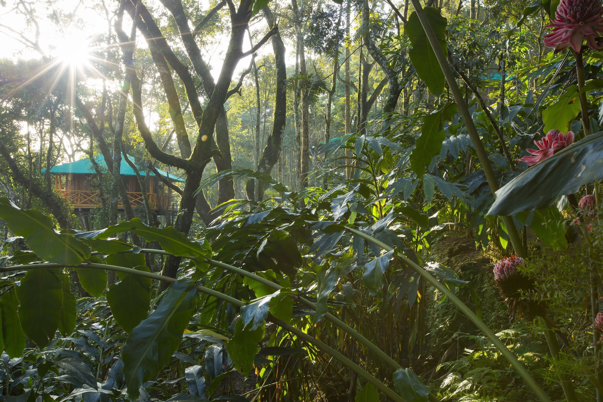 Dream Catcher Plantation Munnar