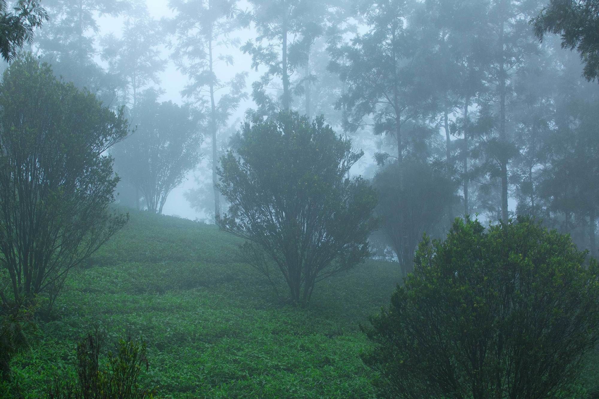 Resort Dream Catcher Plantation 4*