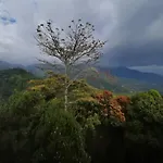 Palmtree Leaf, Munnar