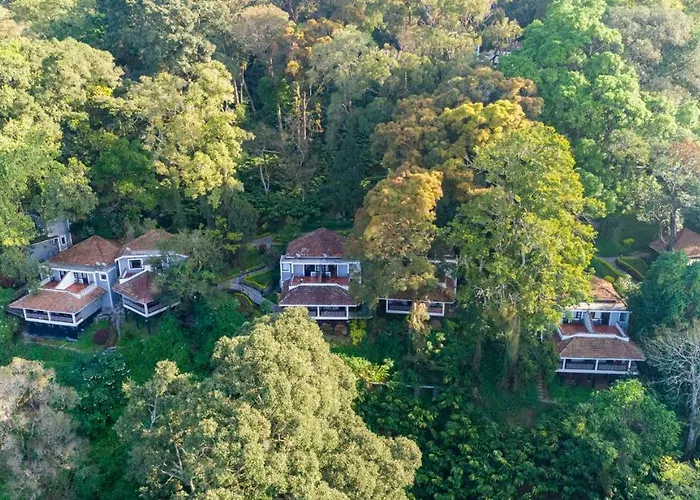 The Tall Trees