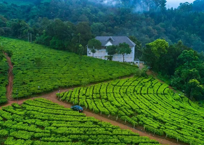Tea Harvester