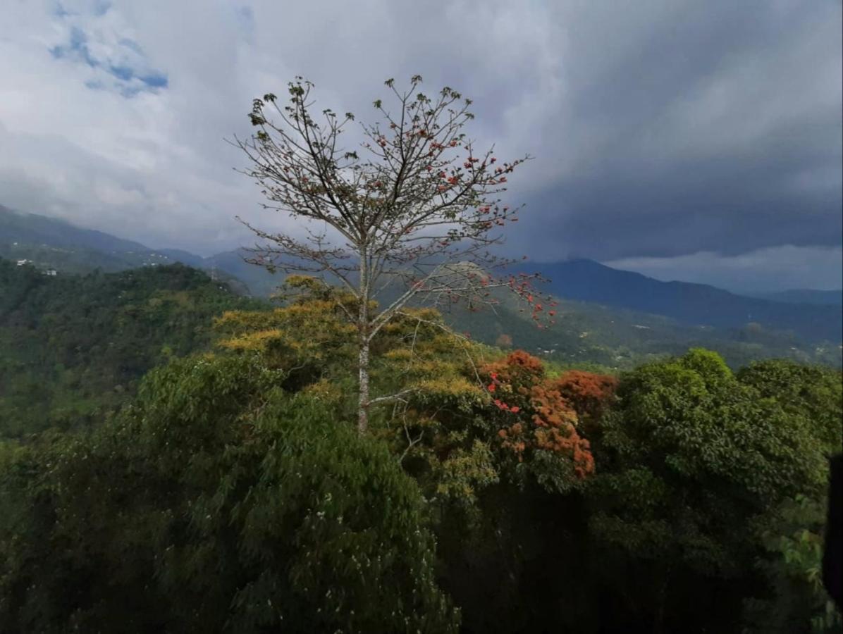 Palmtree Leaf, 3* Munnar
