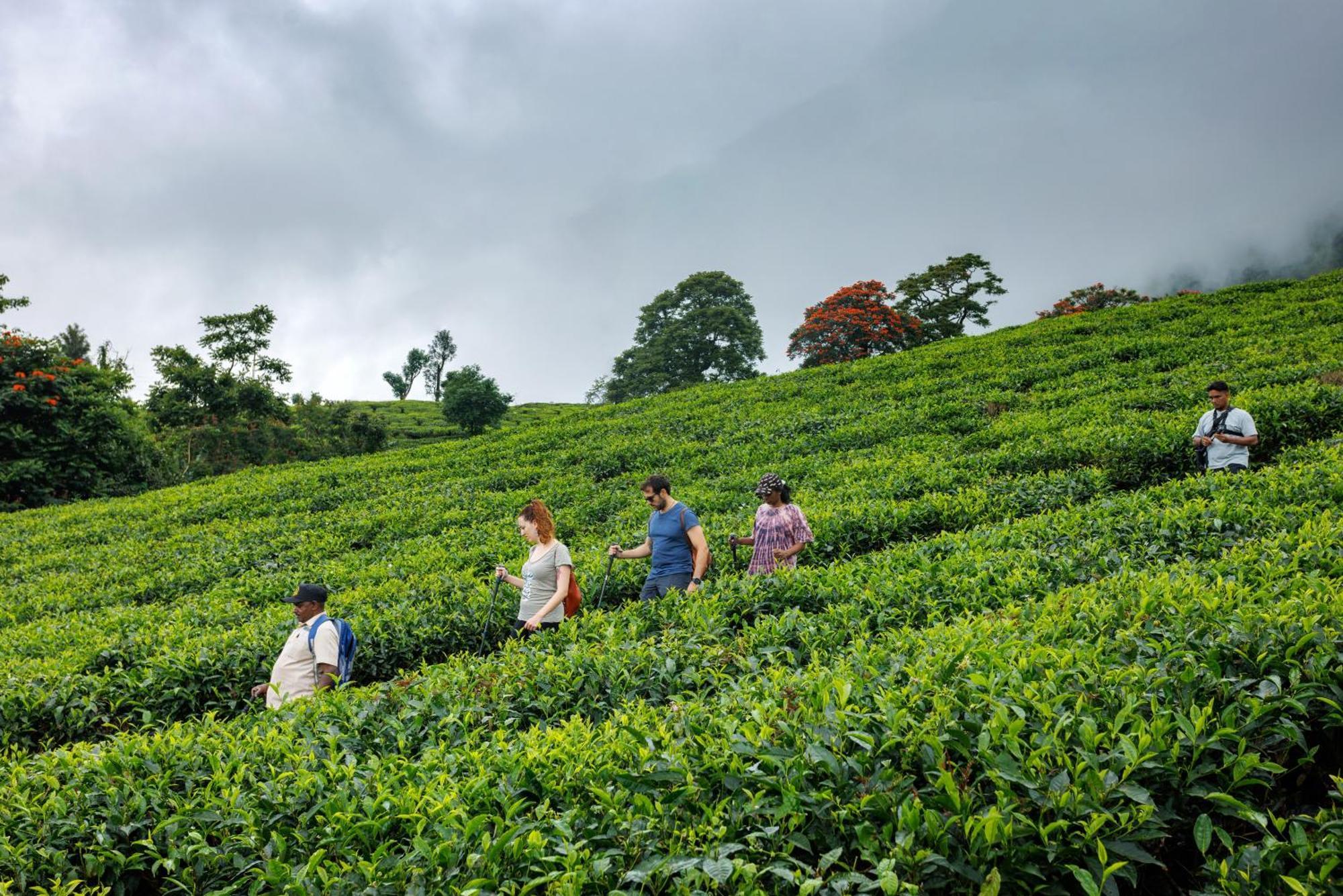 Hotel Amber Dale Luxury Hotel & Spa, Munnar Munnar