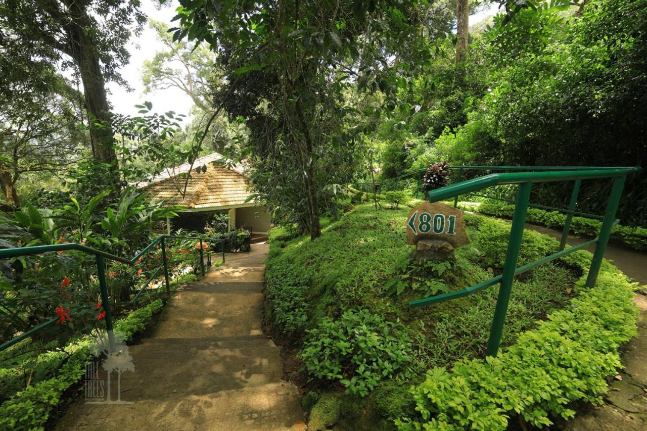 Resort The Tall Trees