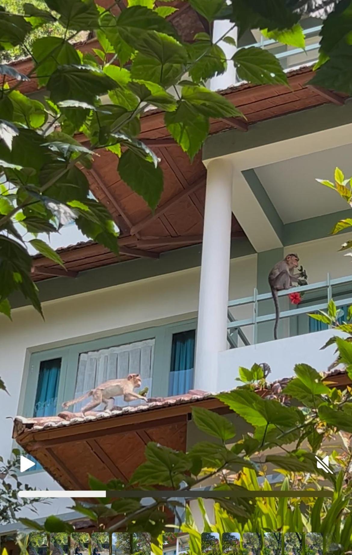 Resort Blackberry Hills Nature & Munnar