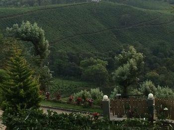 Forest Glade Hotel 4*