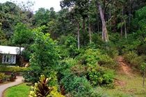 Falling Waters Munnar