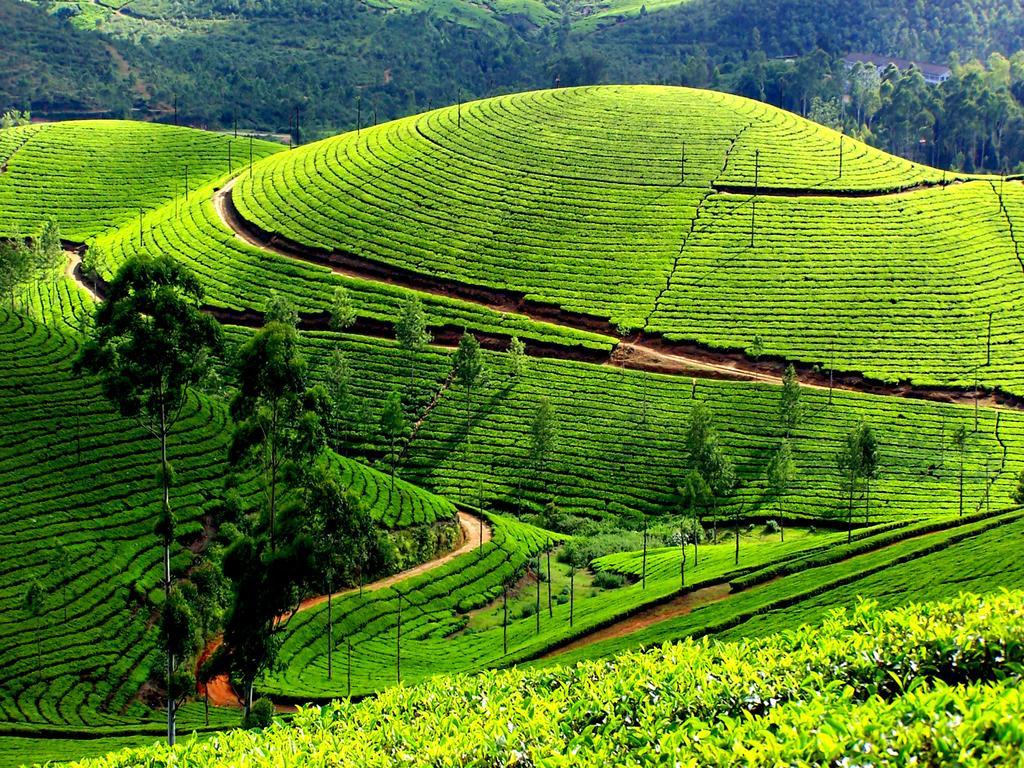 Homestay Mangalappillil Munnar