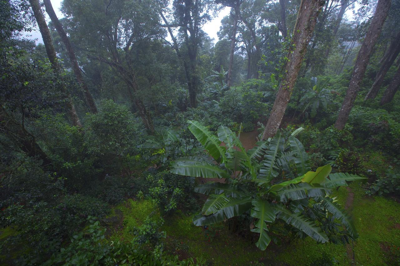 Madhumanthra - Munnar
