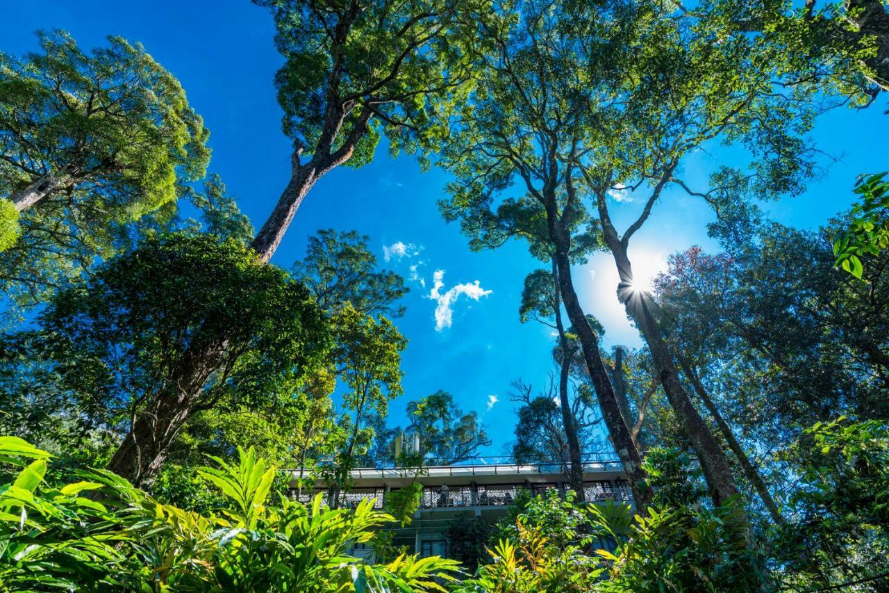 Resort The Tall Trees