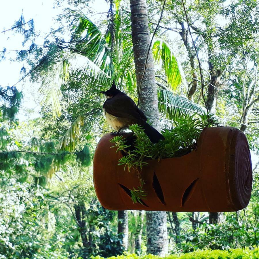 Ambady Estate 4* Munnar