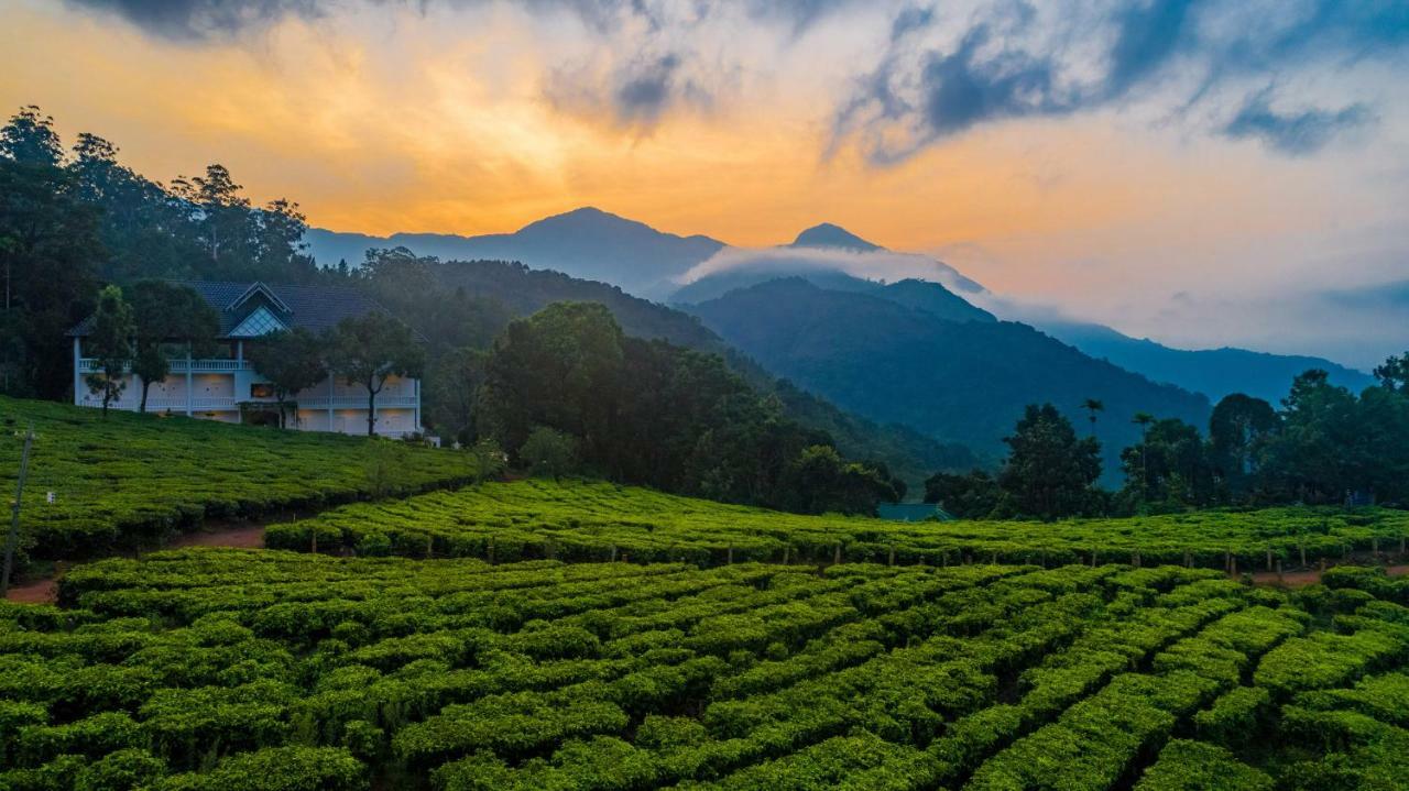 Tea Harvester