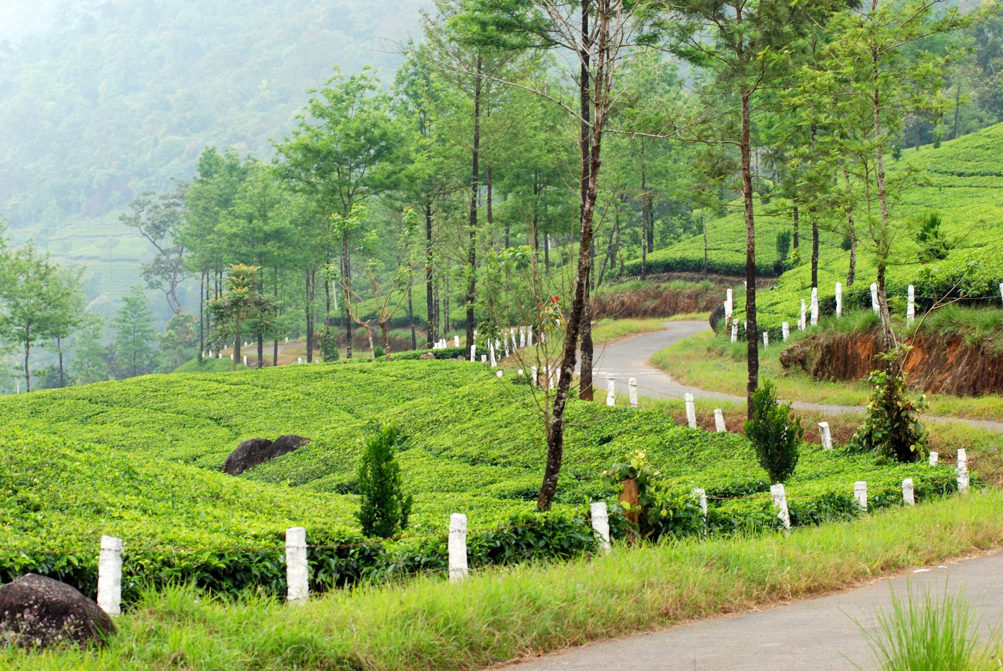 Resort Deep Woods Munnar