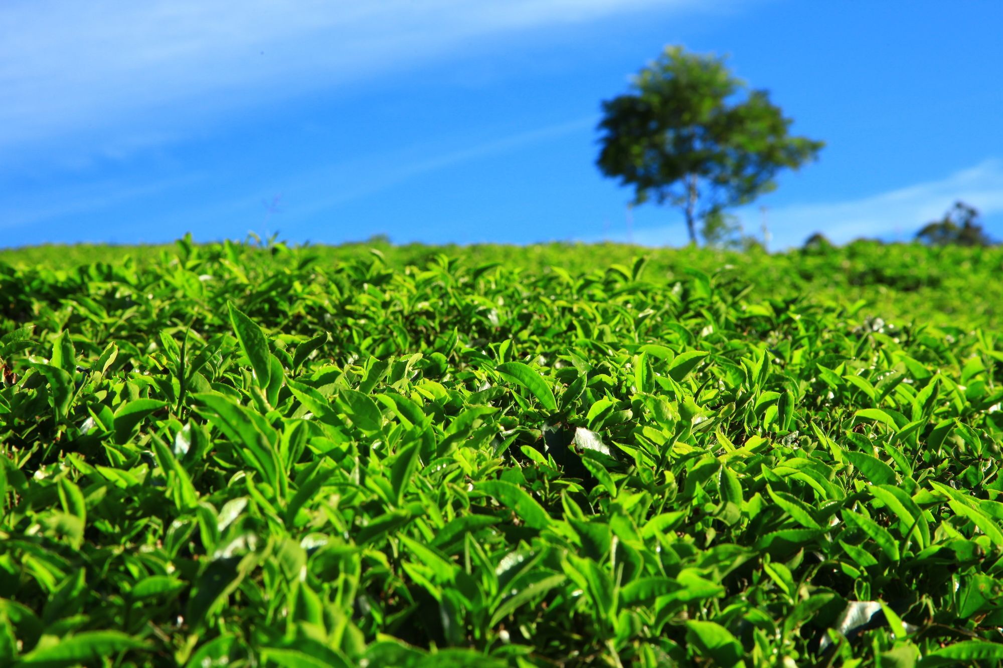 Grand Plaza 4* Munnar