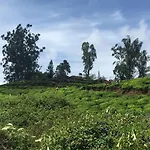 Golden Green