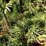 Spice Valley Home Stay & Tree House Munnar