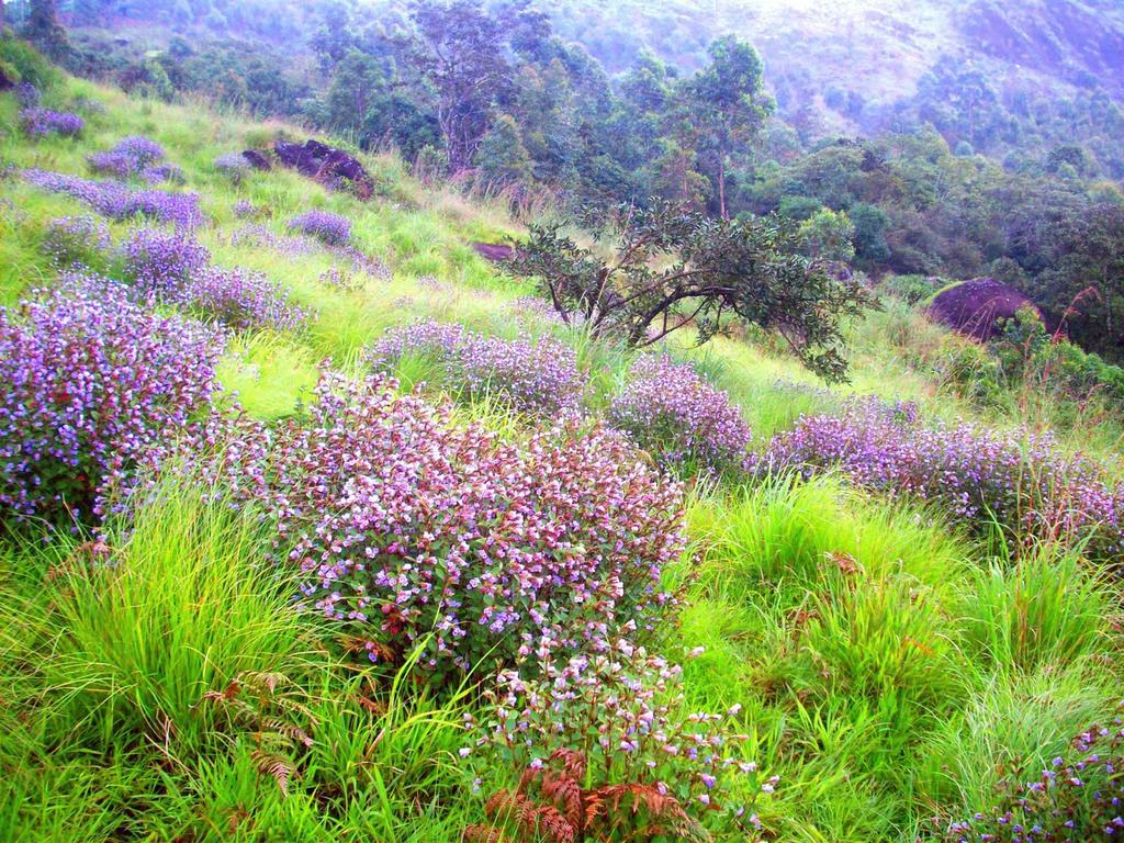 Resort Elysium Garden Munnar