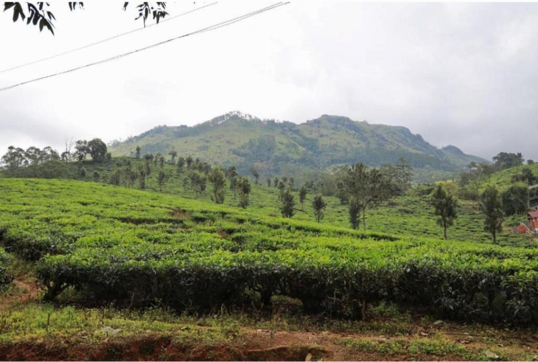 Nest Mountain Munnar