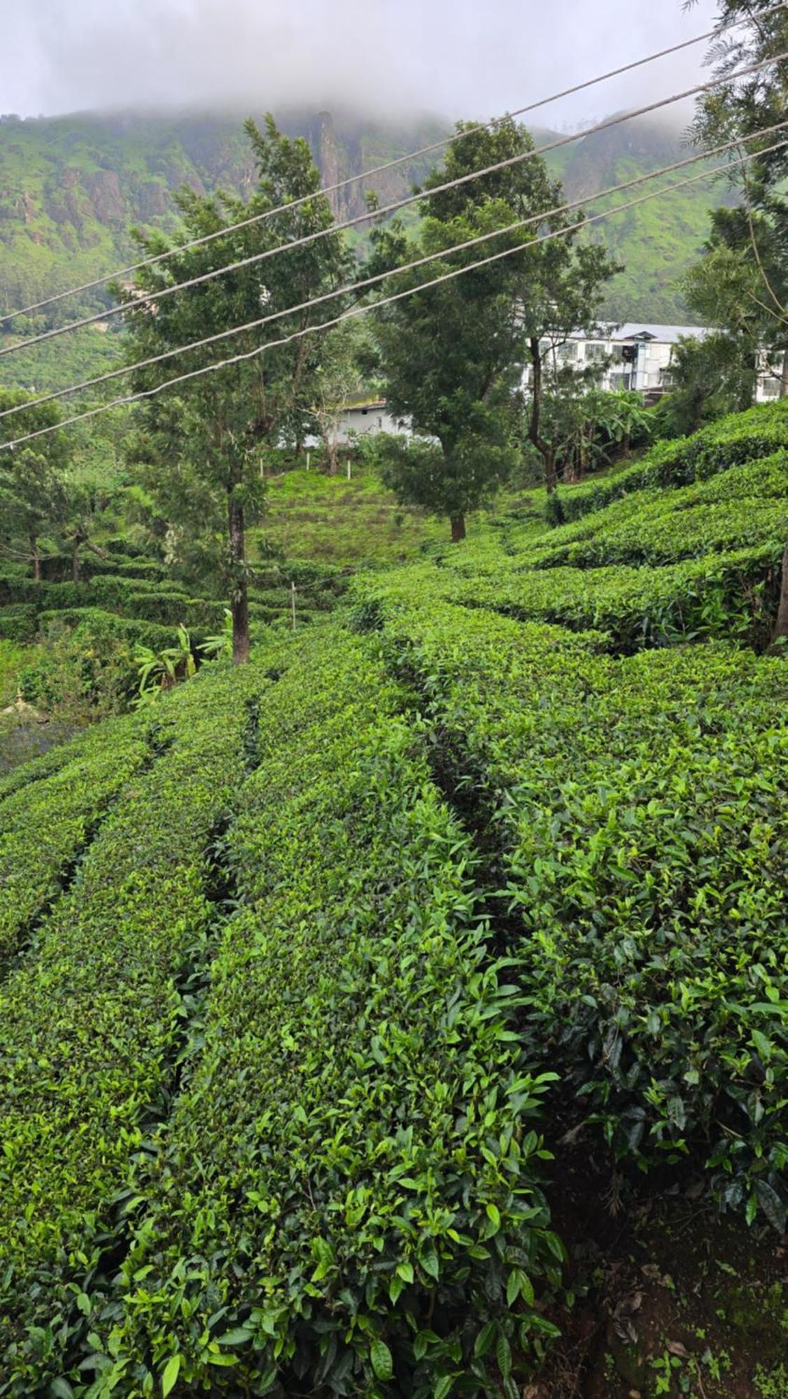 The Unplugged Escape ,munnar Holiday home *