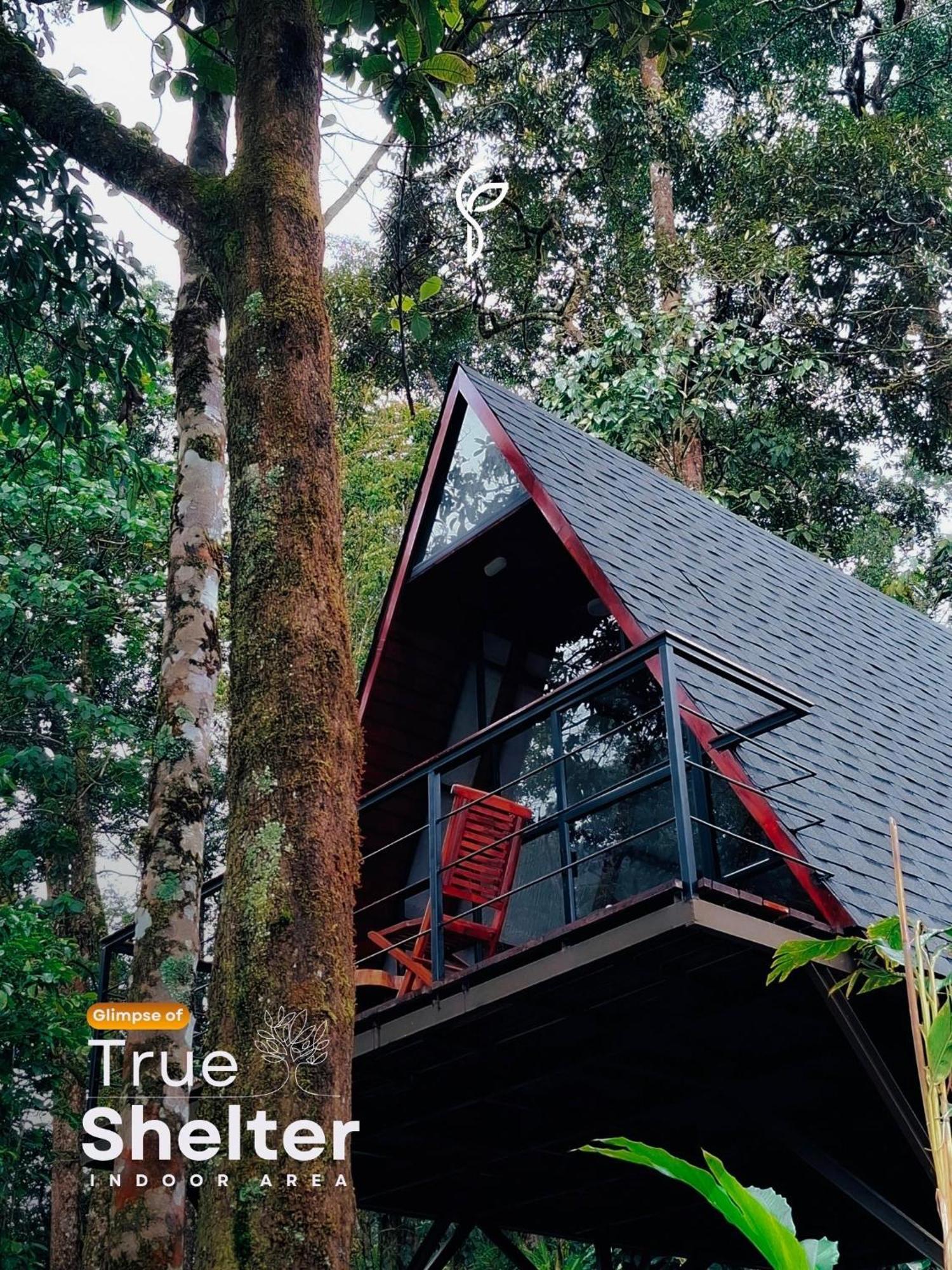Resort Forestscape Munnar