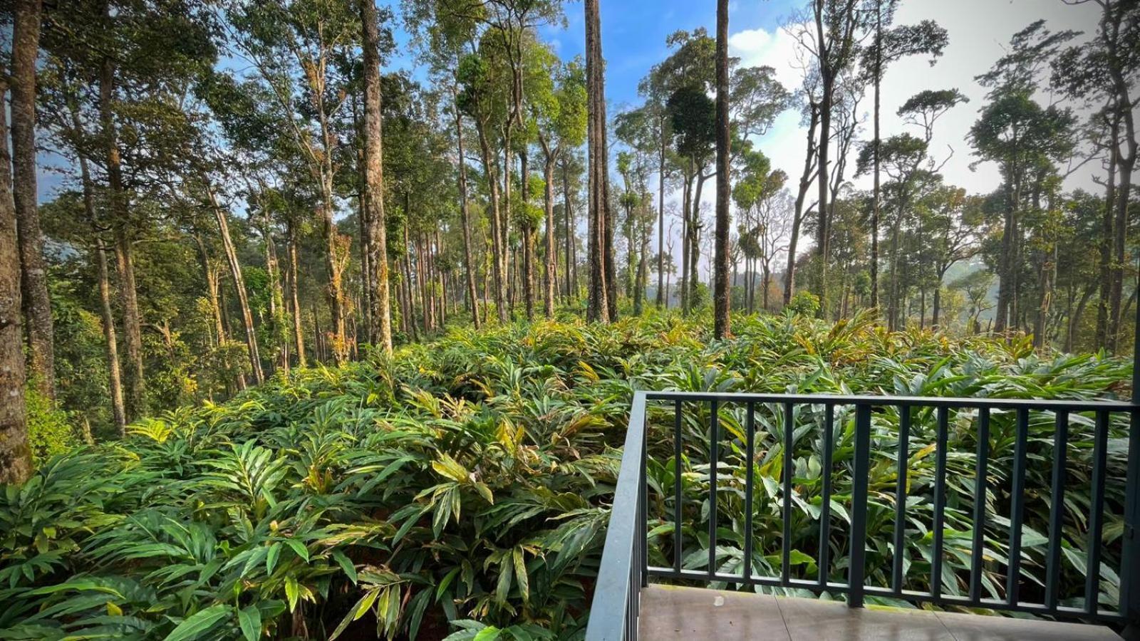 Forestscape * Munnar