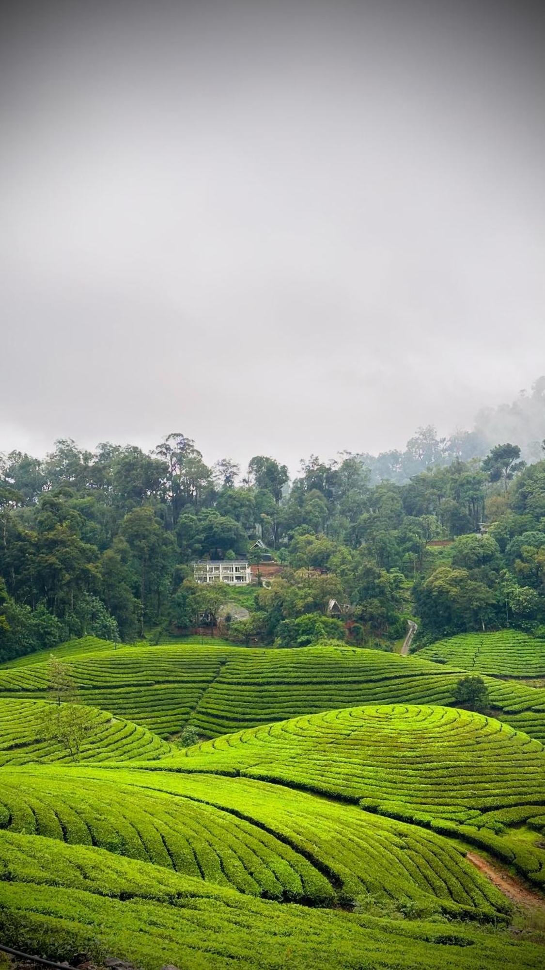 Forestscape Munnar