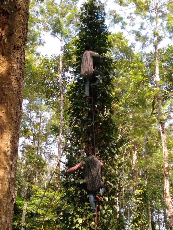 Jungle Jive Tree House Bed & Breakfast Munnar