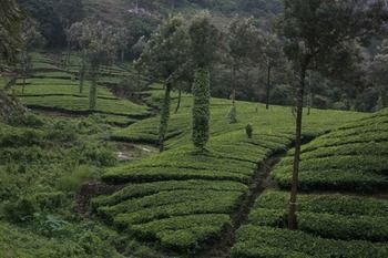 Wild Elephant Eco Friendly Resort Munnar
