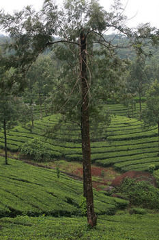 Wild Elephant Eco Friendly Munnar