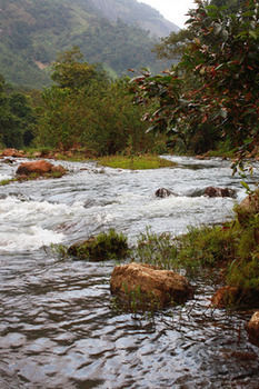 Resort Wild Elephant Eco Friendly Munnar