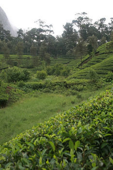 Resort Wild Elephant Eco Friendly 3*