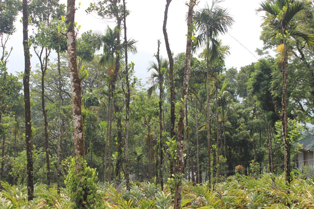 Tree Blanche 2* Munnar
