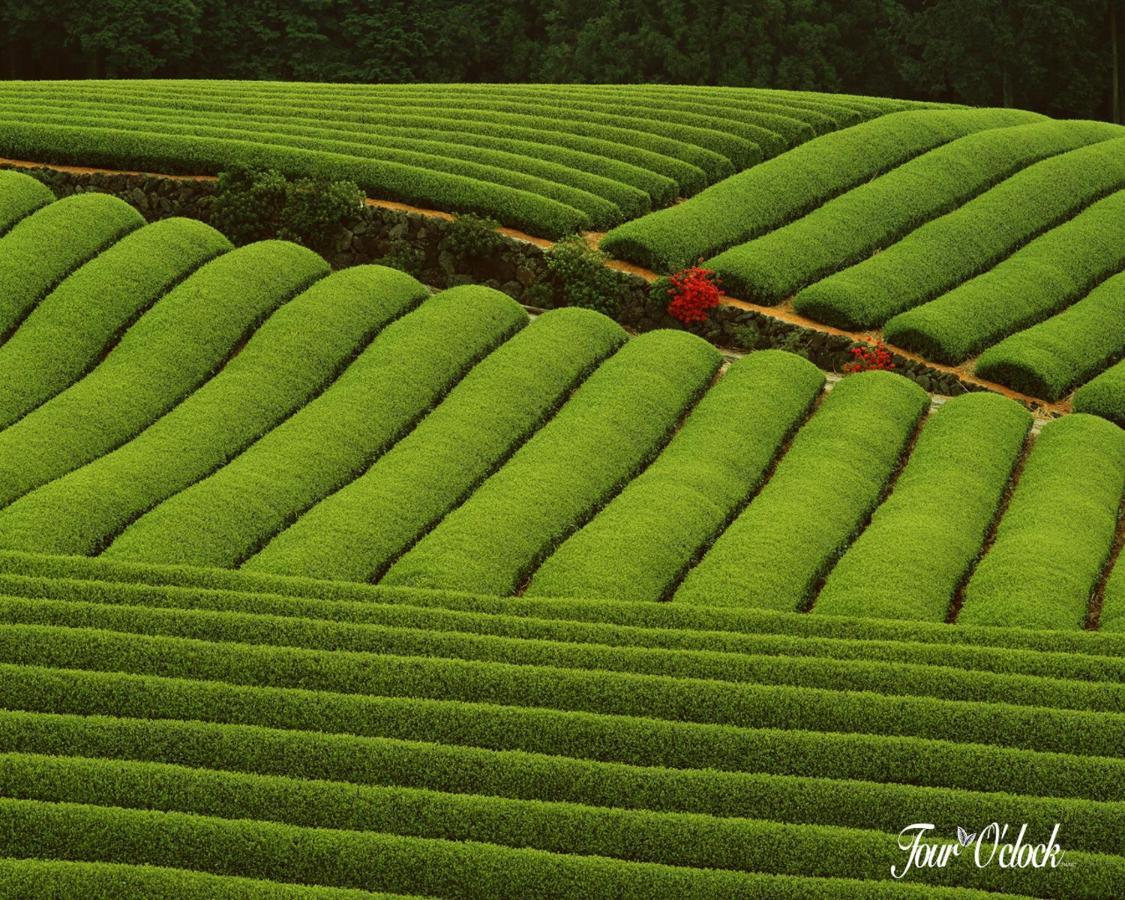 Emerald Munnar